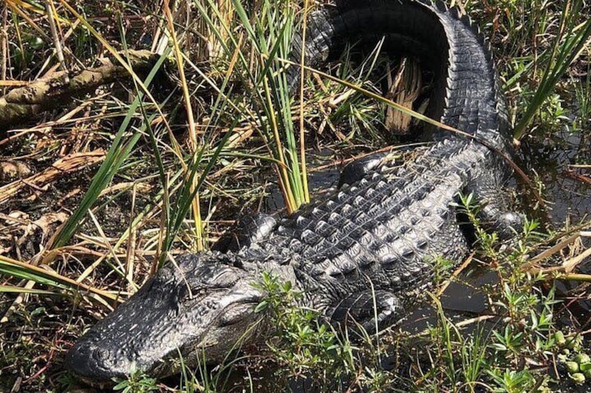 An alligator partially submerged in water with vegetation around. 5