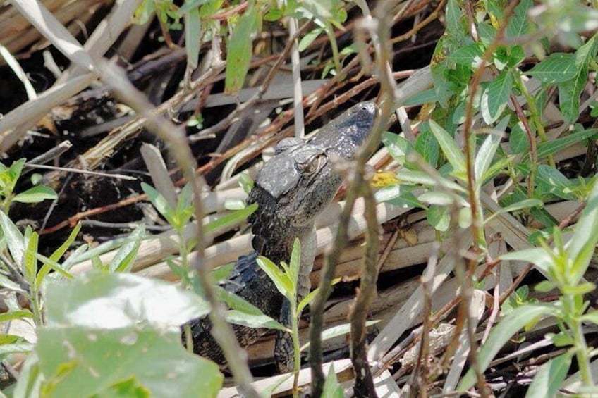 90 minute Everglades Airboat Tour near Orlando Florida 2