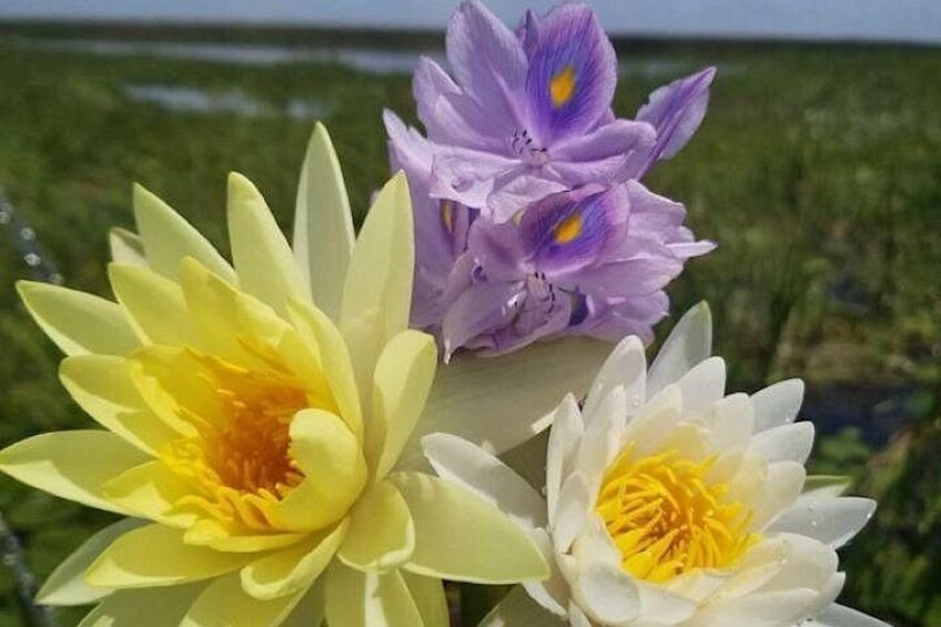 90 minute Everglades Airboat Tour near Orlando Florida 3