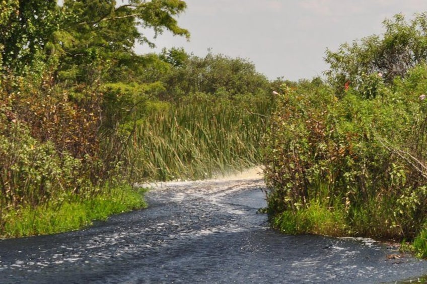 A gravel road winding through a dense, green landscape with tall grasses and shrubs. 4