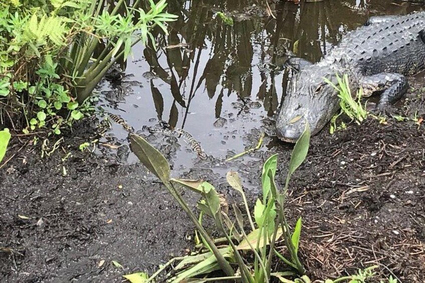 90 minute Everglades Airboat Tour near Orlando Florida 2