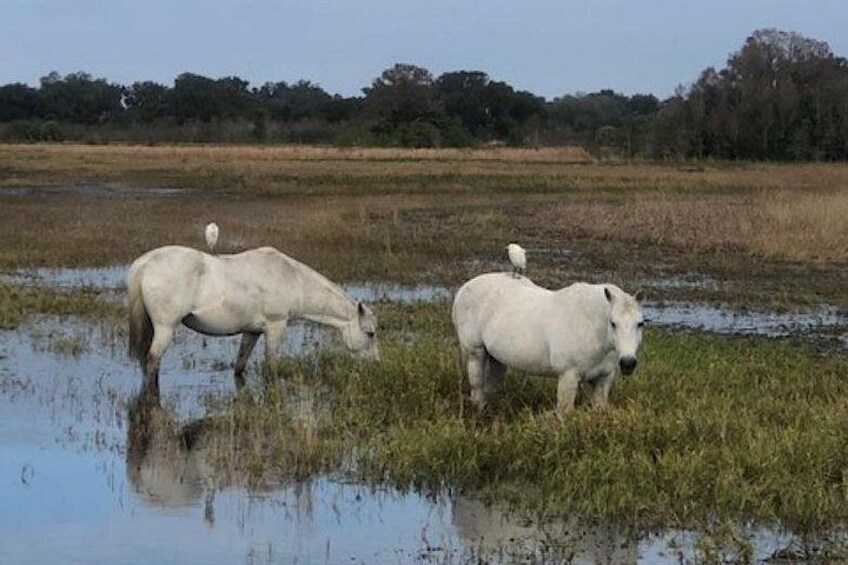 90 minute Everglades Airboat Tour near Orlando Florida 2