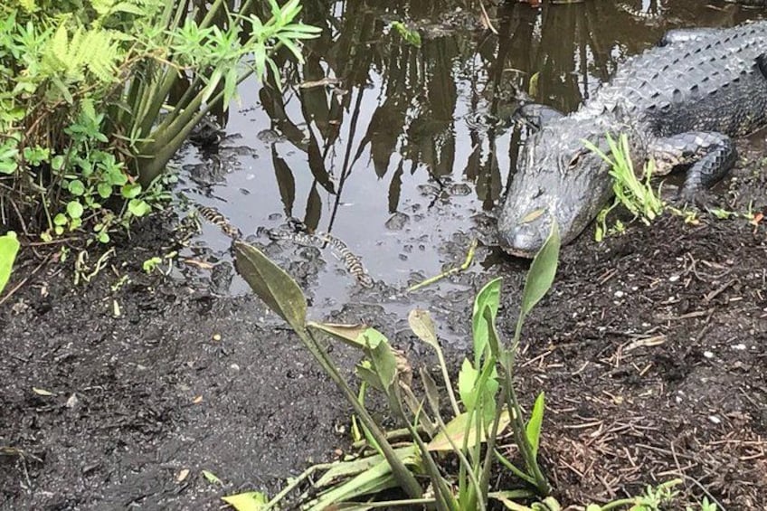 A crocodile near a muddy water body with vegetation around. 5