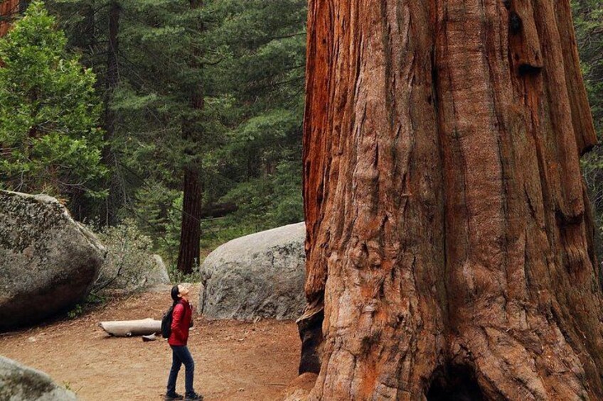 A person hiking in a forest with a large redwood tree and a canoe nearby. 1