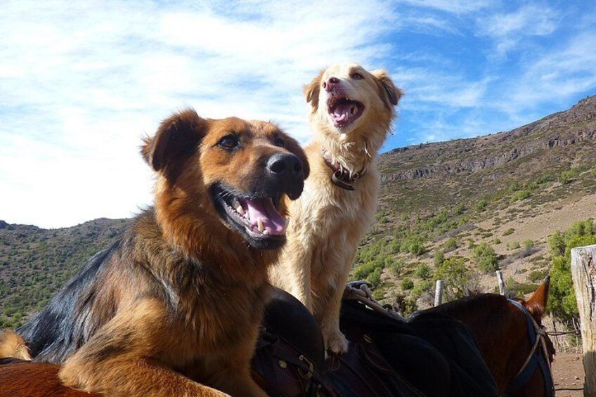 Spanky & Fritz joining us for the experience 5