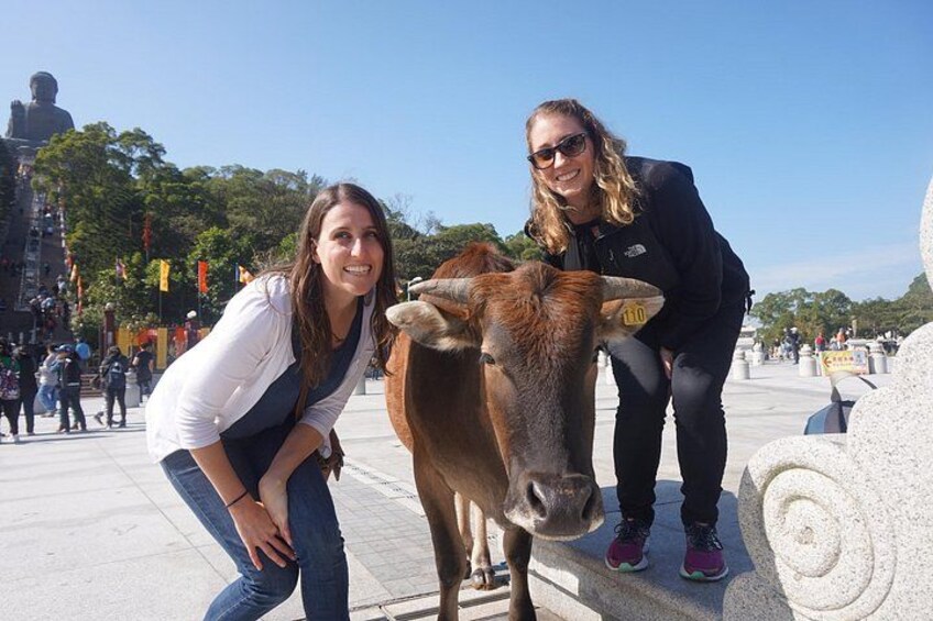 Cows are let roam free around the Ngong Ping village 2