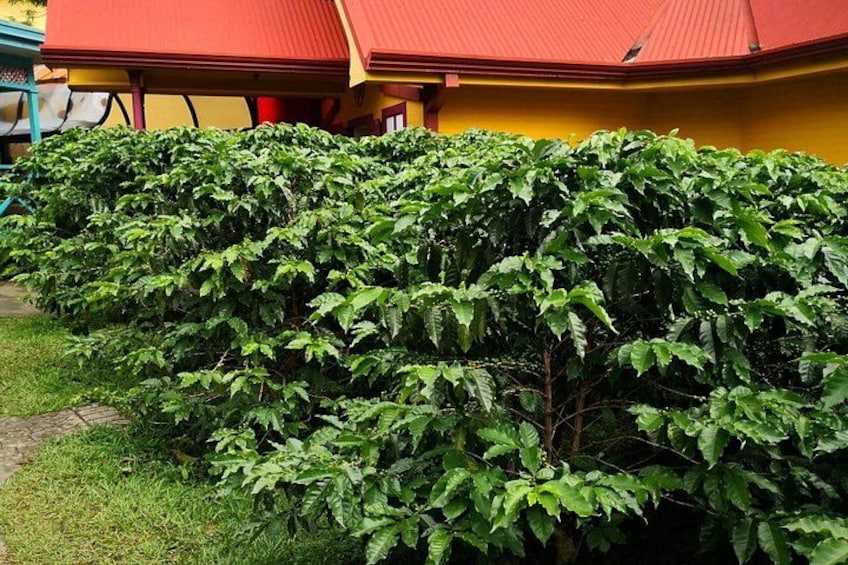 Combo tour Poas Volcano and La Paz waterfall and Coffee tour 3