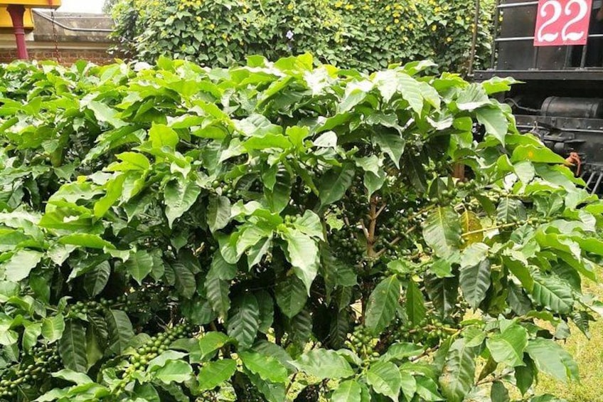 Combo tour Poas Volcano and La Paz waterfall and Coffee tour 4