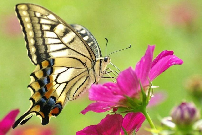 A butterfly with black and yellow markings on its wings resting on pink flowers. 2