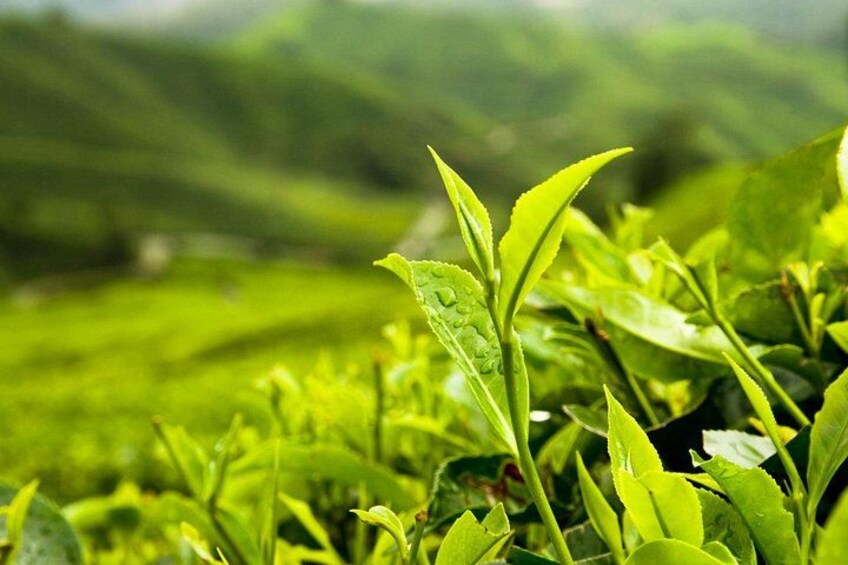 Lush green tea plants in a hilly landscape. 5