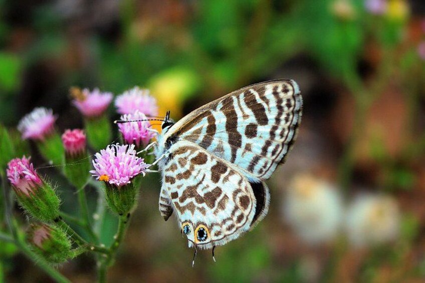 A butterfly with patterned wings resting on pink flowers. 3