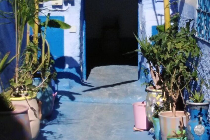 Un vialetto stretto con piante in vaso e un muro azzurro. 5