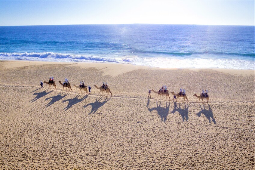 Los Cabos Outback Camel Ride 