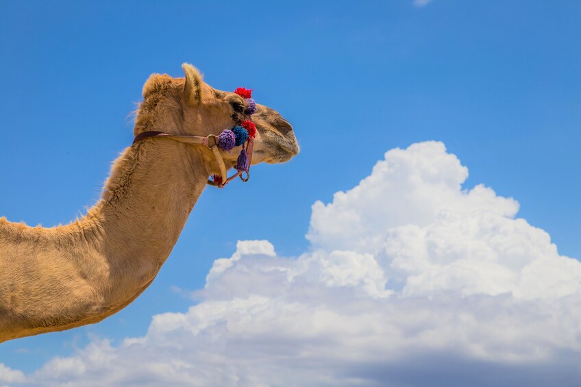 Los Cabos Outback Camel Ride 