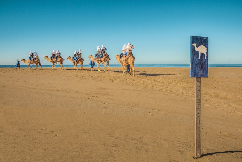 Los Cabos Outback Camel Ride 