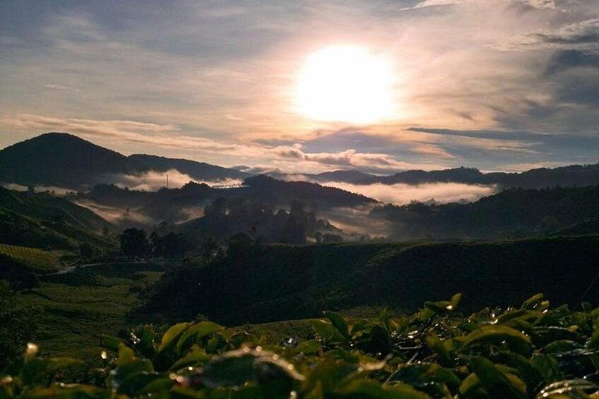 Amazing Cameron Highland Day Tour From Kuala Lumpur 2