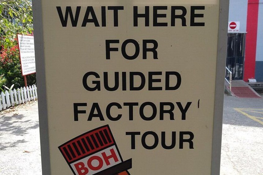 BOH Tea Factory Guided Tour 5