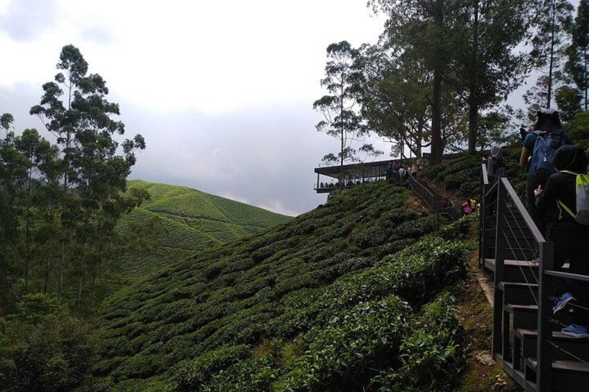 A tea plantation with terraced fields, a wooden walkway, and a person climbing the stairs. 4