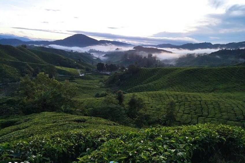 A hilly tea plantation with terraced fields and mist-covered mountains in the background. 5
