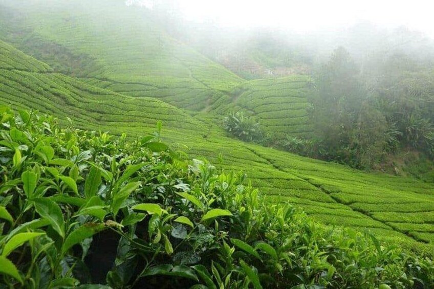 Tea Plantation 4