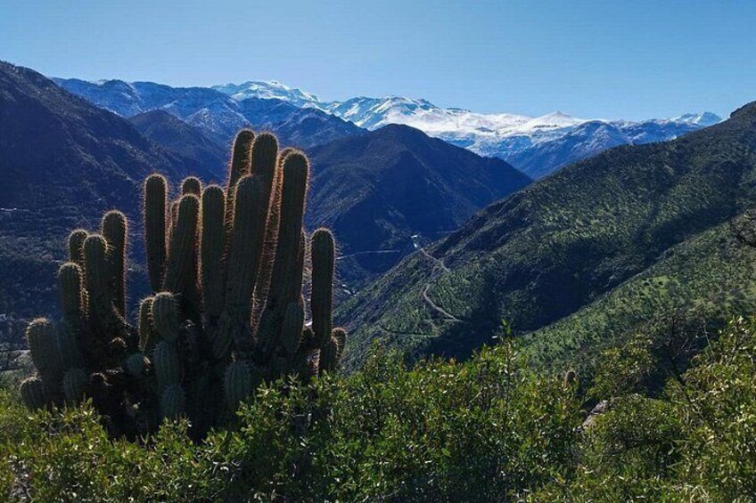 Cactus and snow in the back, very unique! 4