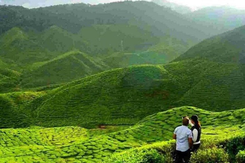 A lush green tea plantation with rolling hills and a couple of people standing on a ridge. 3
