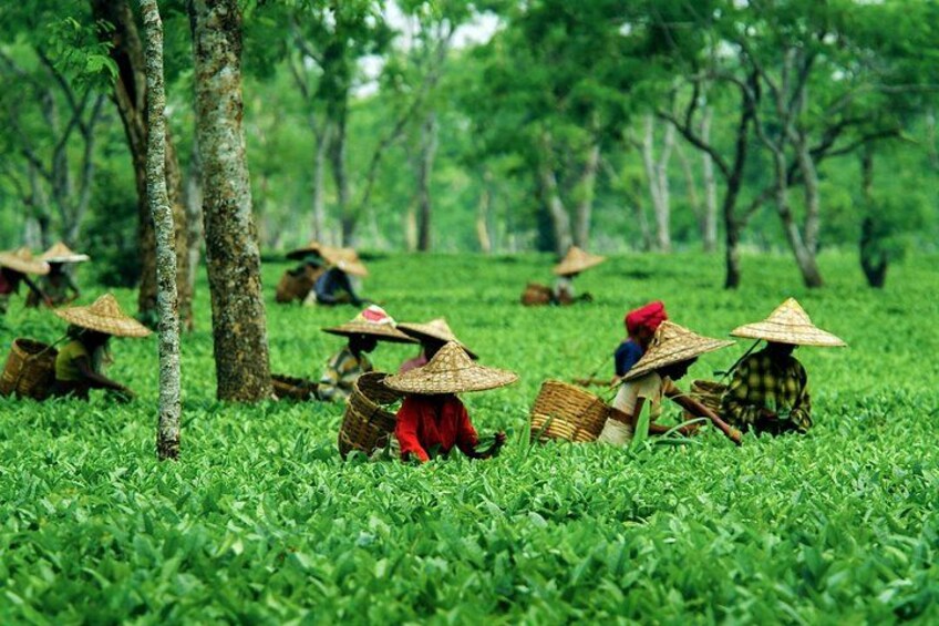People harvesting tea in a lush green field with trees in the background. 2