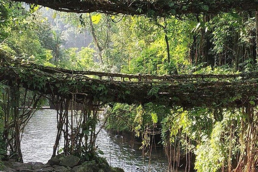 A natural landscape with a river, dense foliage, and a fallen tree branch over the water. 4