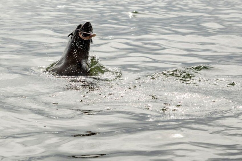 Een zeehond duikt op uit het water met een vis in zijn bek. 2