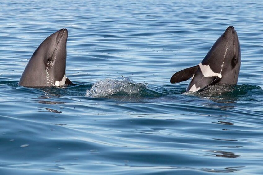 Twee orka’s springen uit het water. 5