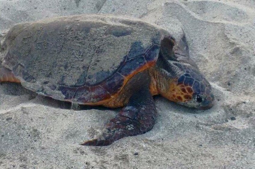 Sal Island: Loggerhead Turtle Watching Experience 2