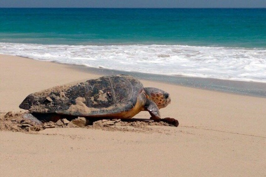 Sal Island: Loggerhead Turtle Watching Experience 1