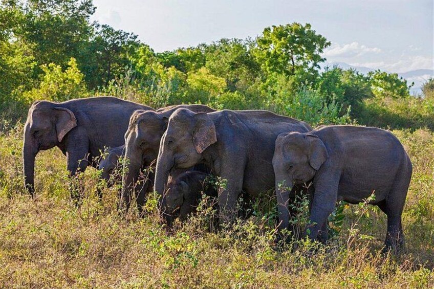 Udawalawe National Park 2