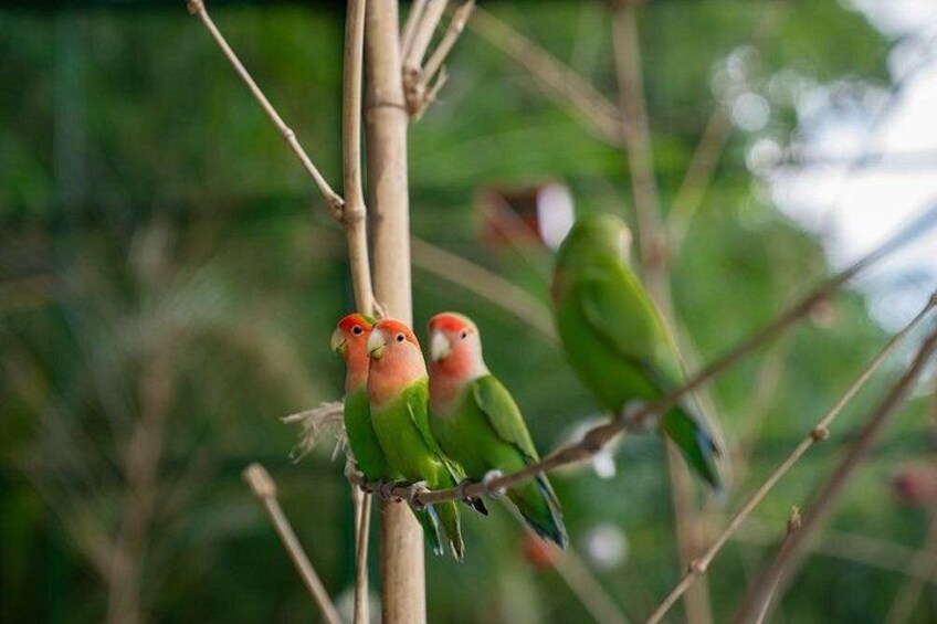 Two birds perched on a branch. 2
