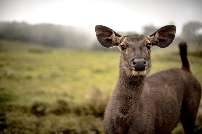 Horton Plains National Park 2