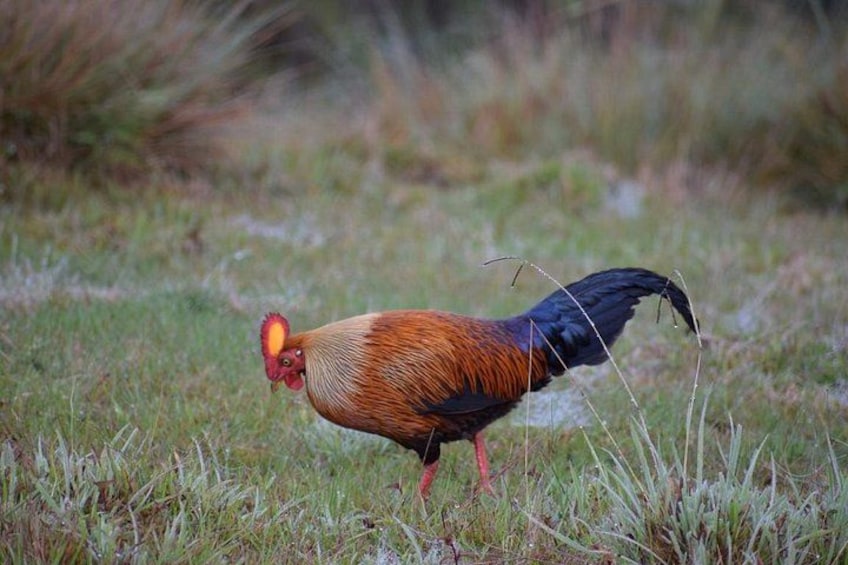 Horton Plains National Park 1
