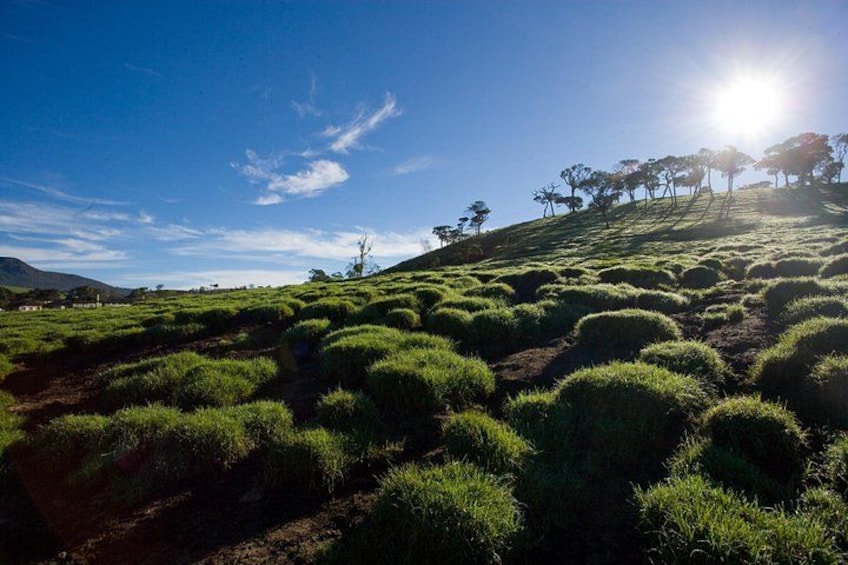Horton Plains National Park 2