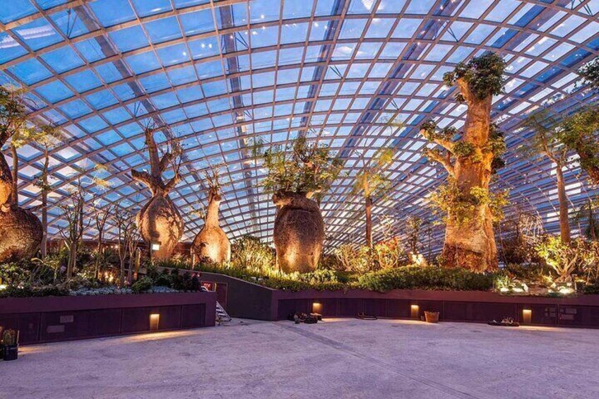 En stor, inomhusliggande botanisk trädgård med ett glastak, stora träd och en mängd olika växter. 5