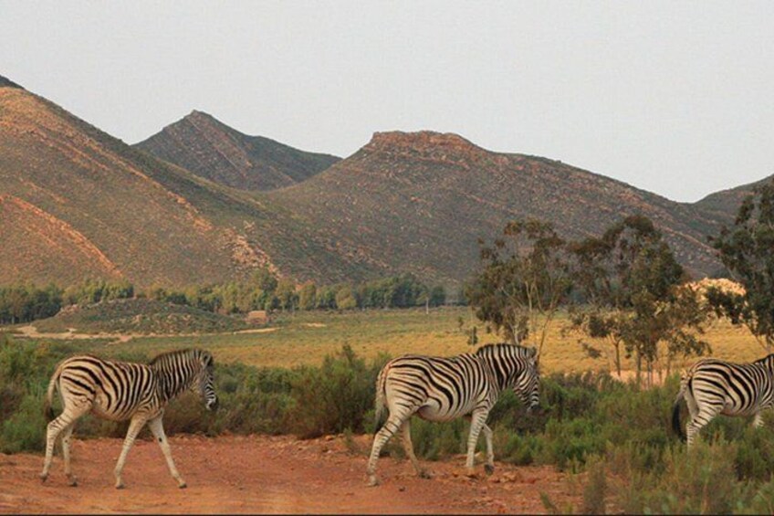 Aquila Safari Private Game Reserve Early Morning Game Drive 3