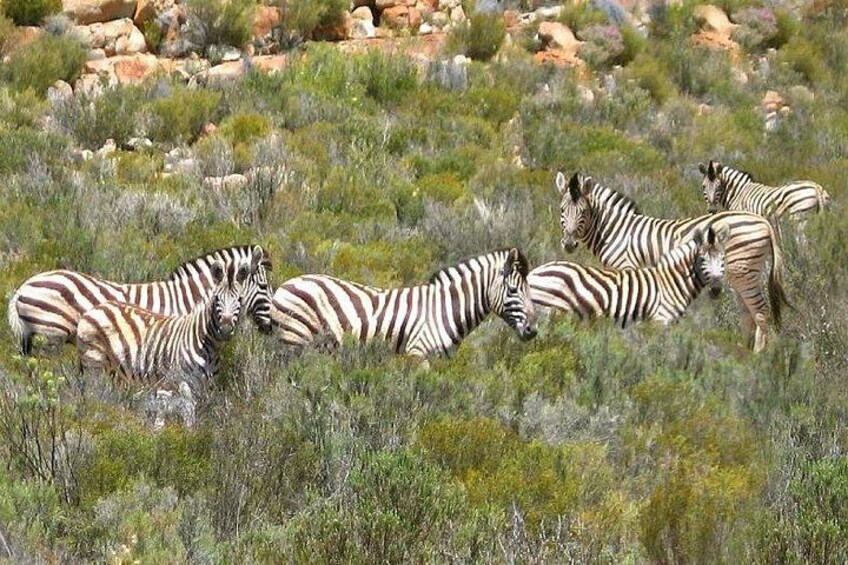 Aquila Safari Private Game Reserve Early Morning Game Drive 5