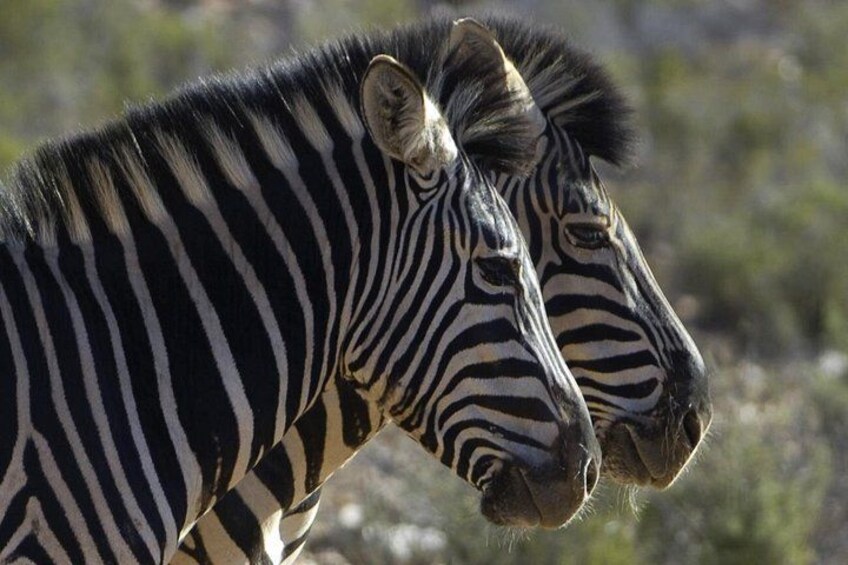 Aquila Safari Private Game Reserve Early Morning Game Drive 4