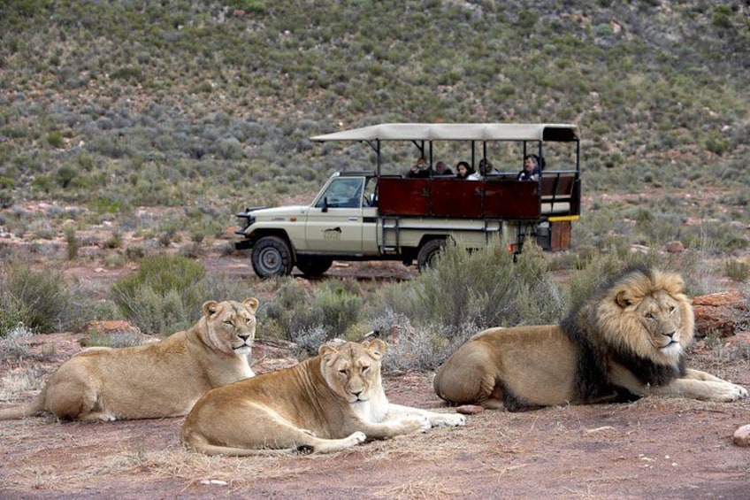 Three lions lying on the ground with a safari vehicle in the background. 2
