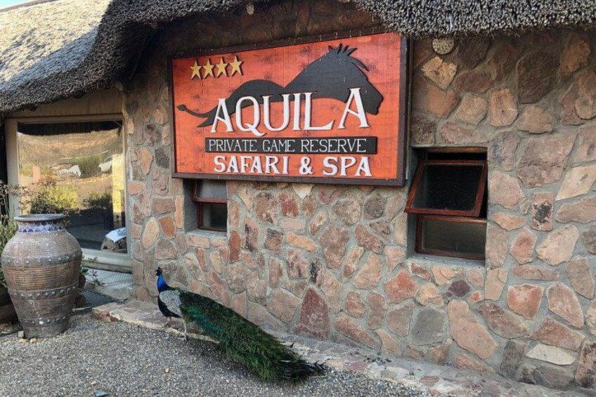 Aquila Safari Private Game Reserve Sunset Game Drive 4