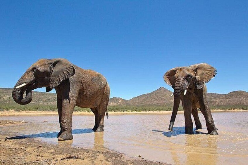 Big 5 Safari Game Drive 3