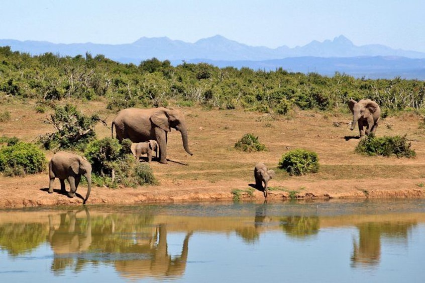 Un groupe d’éléphants près d’un point d’eau, avec une chaîne de montagnes en arrière-plan. 4