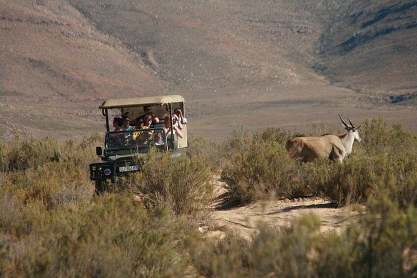 Un véhicule de safari transportant des passagers, un paysage désertique et une gazelle. 3