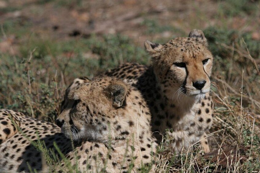 Aquila Safari Private Game Reserve Afternoon Game Drive 5