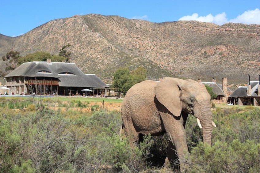 Un éléphant dans un paysage naturel, avec des bâtiments en arrière-plan. 5