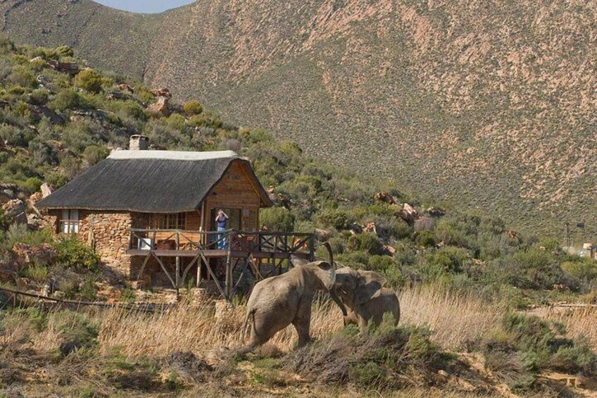 Aquila Safari Private Game Reserve Afternoon Game Drive 4