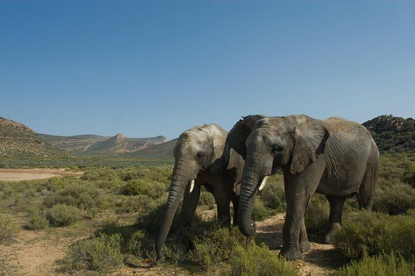 Aquila Safari Private Game Reserve Afternoon Game Drive 2